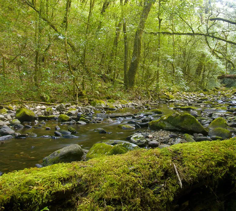 Trekking Rừng rêu